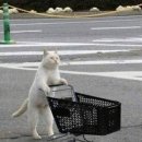 맥시움노래연습장 | 가을 출근룩) 나의 사회적 체면을 위해 에어팟 구매