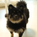 독플러스 | [강아지알러지사료 추천 닥터독 베츠초이스]하이포알러제닉 피부모질 플러스 솔직 후기