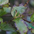 댕강 댕강 이미지