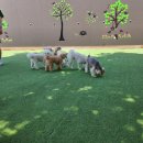 파파퍼피 DOG하우스 이미지