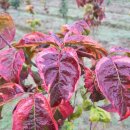 단풍나무 농장 이미지