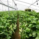 김형표농장 이미지