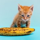 바나나 동물병원 이미지