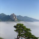 푸른소나무 이미지