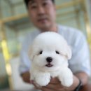 우아퍼피 이미지