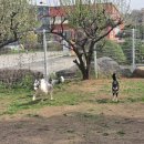 드림애견학교 이미지