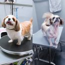 다정하개 이미지