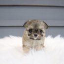 행복하개 애견샵 이미지