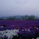 숲옛마을(갈계) | 감악산 이스타국화 축제,가조온천꽃단지,수승대,갈계숲,산림레포츠파크 트리탑 전망대(2025년9월27일)