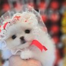 김해 강아지분양 고양이분양 똥강아지 이미지