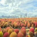 슬도주차장화장실 | 울산여행 슬도 댑싸리 팜파스 위치 가까운 주차장