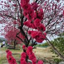 복사꽃마을 이미지