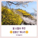 개나리어린이집 | 서울 봄 나들이 추천, 응봉산 개나리 실시간 후기