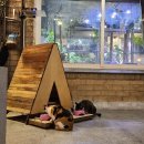 카페나인패치 | 용인 '카페 나인패치'에서 당일치기 감성 캠핑 후기🍂