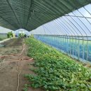 대룡농장 이미지