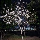 영락리 마을회관 | 제주도 대정읍 영락리 토지 바다 도보권 코너땅