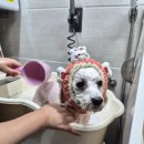 하이멍멍 | 하남 애견미용 블루멍멍 ｜ 비숑 하이&amp;헬로우, 20년 보호자가 인정한 최고의 미용