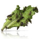 구로-구로-구로-1225 이미지