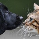 Dog Show 이미지