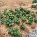 어우렁 | 서울 근교 대부도 촌캉스 실내 바베큐 어우렁 펜션