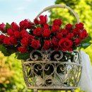 라피오레 이미지