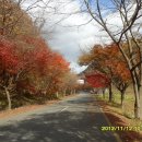 백양사진입로 이미지