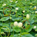 연꽃단지 화장실 이미지