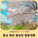 원성천 | 천안 원성천 벚꽃 후기 개화상황 무료 벚꽃명소 주차 꿀팁