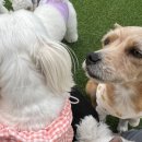 댕스히얼 이미지