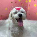 남양종합동물병원 이미지