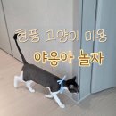 야옹아 놀자 | 현풍 고양이미용, 야옹아놀자 :: 무마취미용으로 집사 마음까지 편해지는 고양이미용실 &amp;호텔