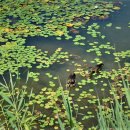 원천오리 이미지