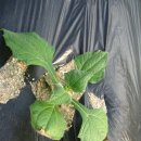 둥이네농장2 이미지