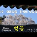 인생의 덧없음 - 벚꽃 꽃말 이미지