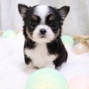 호야펫 구리점 이미지