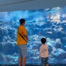 2022년 07월 공연 우리읍내(1회) | [ 5살아이와 제주도 ] 제주 아쿠아 플라넷 / 동영상 / 제주 아쿠아플라넷 소요시간 / 관람팁 / 돌고래 공연