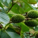 수연플라워 이미지