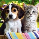 강아지와 고양이 이미지