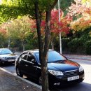 파주로 은행나무길 이미지