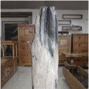 화석(규화목) 이미지