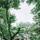 나무별 - 496739 | 나무별