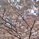 개나리목장 이미지