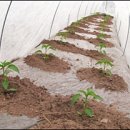 경북농업기술원 영양고추시험장 이미지