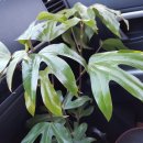 황칠나무,블랙커런트,아로니아묘목 판매합니다, 이미지