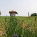 장미꽃사이로 이미지