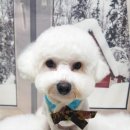 예쁘댕 이미지