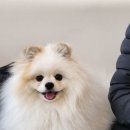 포포펫살롱 이미지