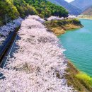 “이 정도 길이는 처음 보네”… 호수 끼고 40km 달리는 벚꽃 드라이브 명소 이미지