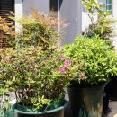 영도주단 이미지