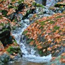 편백향기 이미지